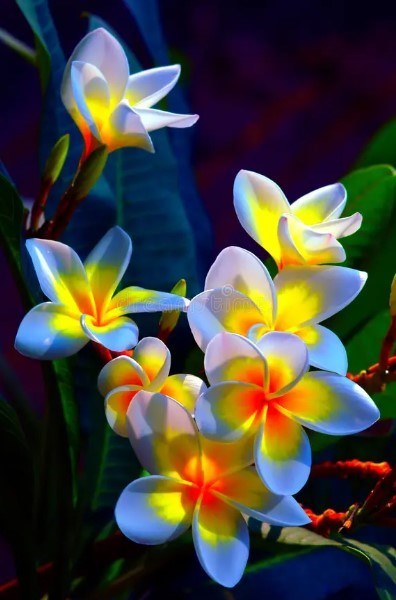 Obituary of Gloria Medina Marquez