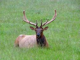 Obituary of Leo M. Gunderson