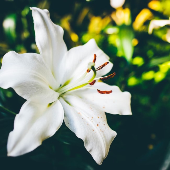 Obituary of Fred Thomas Reese