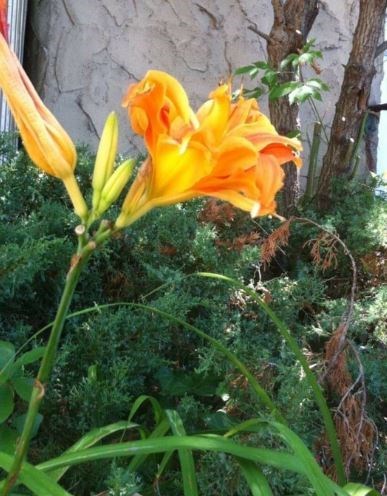 Obituary of Esther Fisher