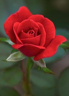 Obituary of Geraldine M. Fernett