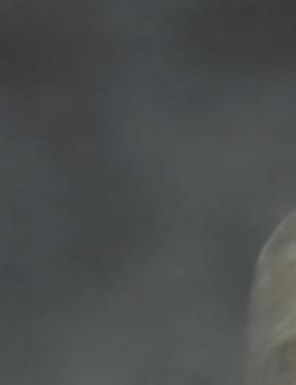 Patricia DiDomenico Obituary - San Jose, CA