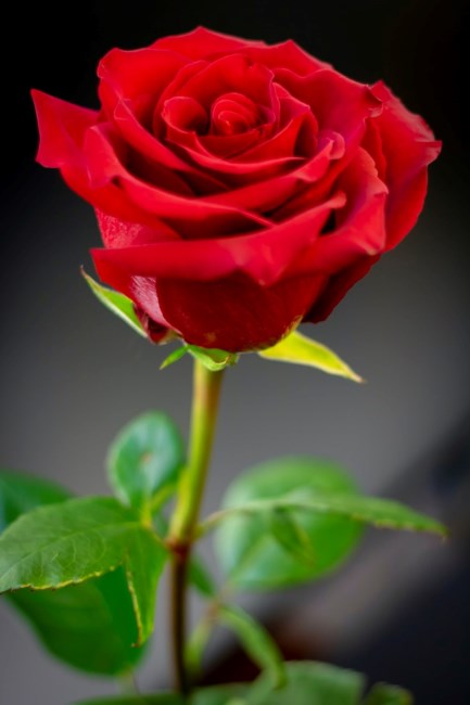 Obituario de Susan E. Lombardo