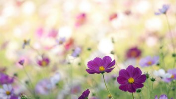 Obituary of Florence M. Murray