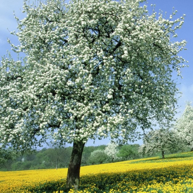 Obituary of Deborah Marie Anderson