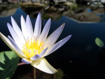 Obituary of Mary Preston