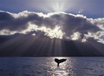 Obituary of Donald "Capt. Red" Drummond Lambert