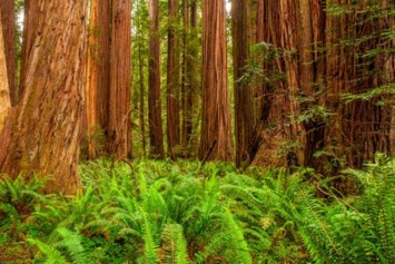 Obituary of Charles Sheldon Myers Jr.