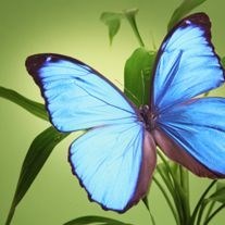 Obituary of Jessica L. Stauter