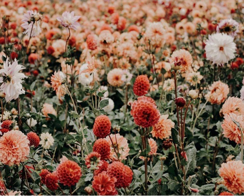 Obituary of Donna Edenfield