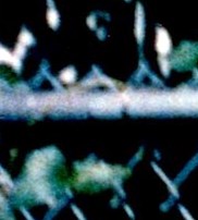 Stephanie Friscia Obituary Brooklyn NY stephanie-friscia-obituary-brooklyn-ny