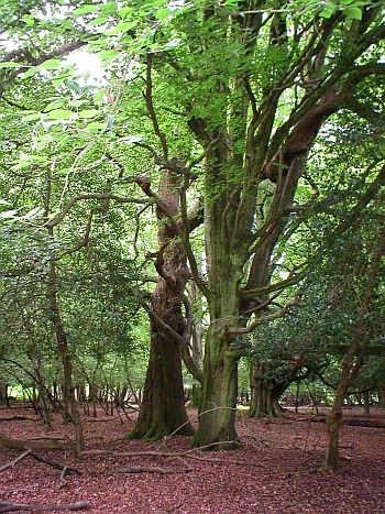 Obituary of Joyce Wilkerson-Lopez