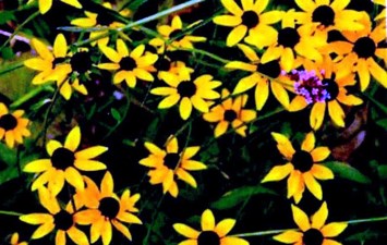 Obituary of Edna Martin