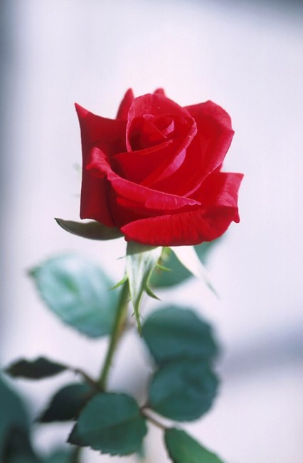 Obituary of Mary L Unger