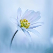 Obituary of Sharon Speck