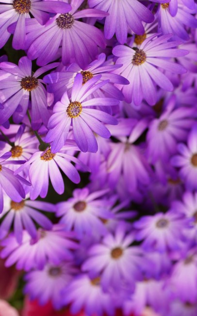 Obituary of Eve Katz