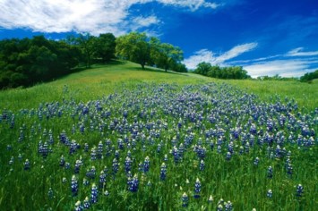 Obituary of Carol Boggs