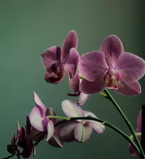 Obituary of Maricela Angel Rangel