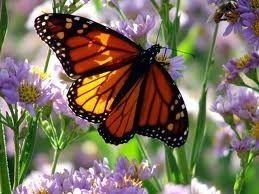 Obituary of Edythe Oelschlager