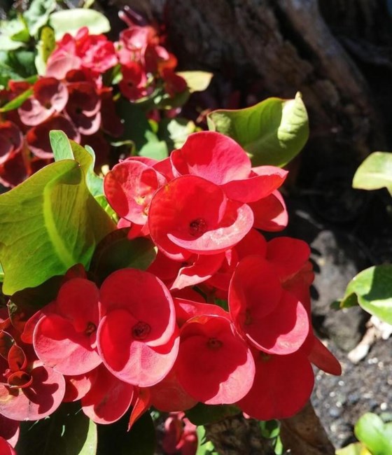 Obituary of Patricia Davis Bryan