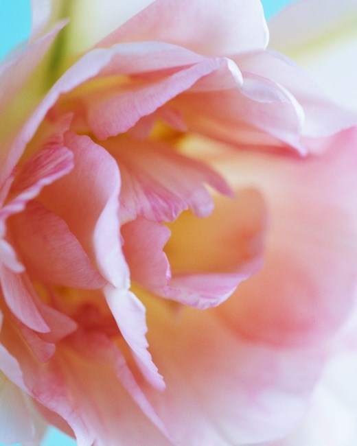 Obituario de Elizabeth B. Mertens