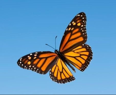 Obituary of Dorothy Stewart