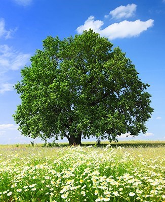 Obituary of Gregory Donald Cox