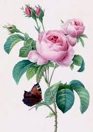 Obituary of Noemi Villa