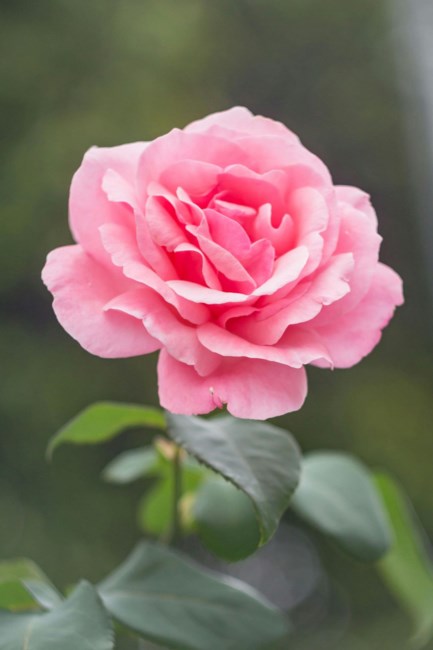 Obituary of Sherry Lee Lovell