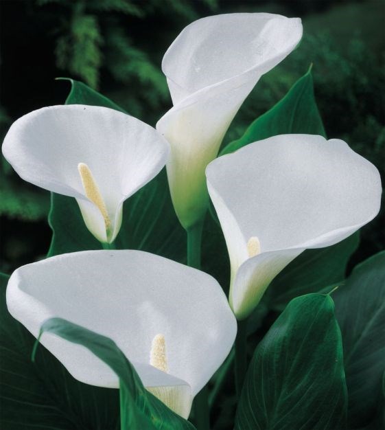 Obituary of Beverly Jean Mathieson