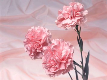 Obituary of Mary E. Warren