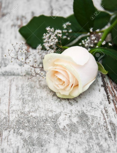 Obituary of Ngan An Tran