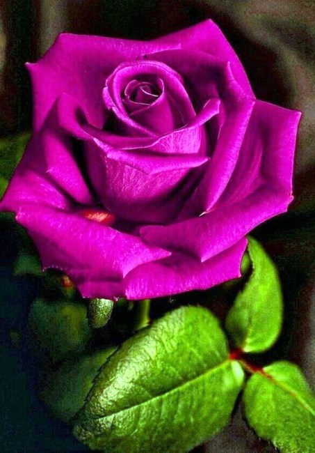 Obituary of Billy Thomas Hopper Sr.