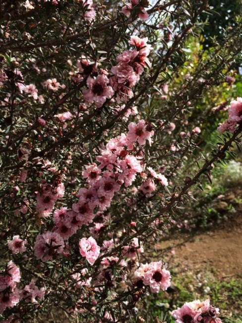 Obituary of Thelma Chung Courtney