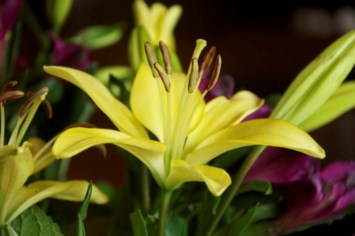 Obituary of Elsie E. Campbell Douglas