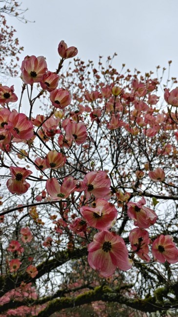 Obituary of Ralph "Mike" Williamson Krows