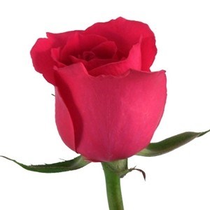 Obituary of Evelyn Johnson Cole