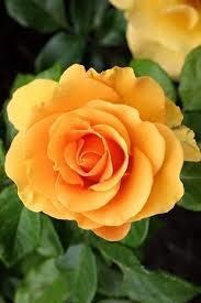 Obituary of Normalee Coleman Price