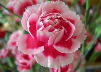 Obituary of Judith Claudine Volkert