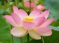 Obituary of Joanne Ruth Schneider