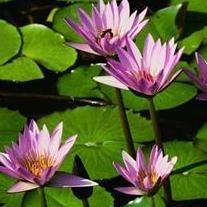 Obituary of Jeanne Lay Browne