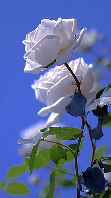 obituary image