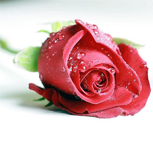 Obituary of Phyllis April Chamberlain