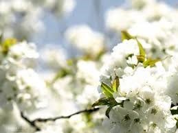 Obituary of Bonnie L Hultman