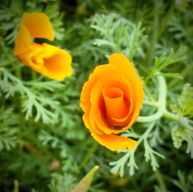 Obituary of Norman Jack Enders Jr.