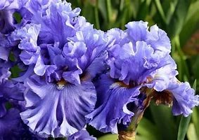 Obituary of Iris Narcisa Martinez