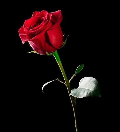 Obituary of David Eric Johnson