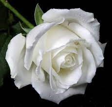 Obituary of Jovie Vita Rulloda