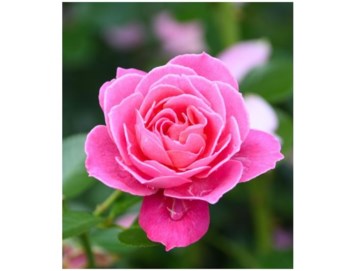 Obituary of Carol Ann Hauck