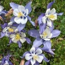 Obituary of Robert Eugene Shirley